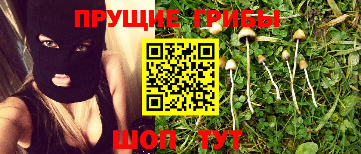 Псилоцибиновые грибы Psilocybe Большой Камень